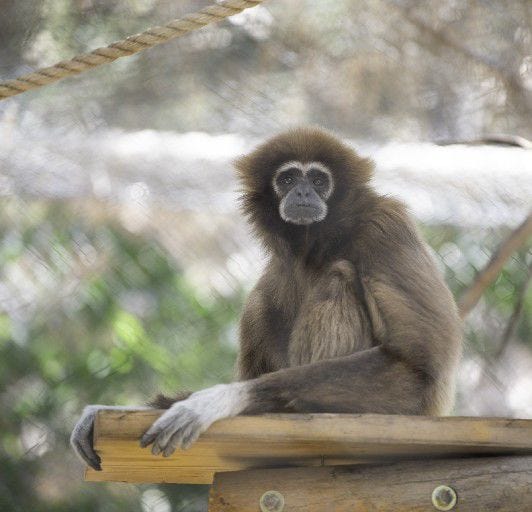 One of the lar gibbons, also known as a white-handed gibbon, sits on a perch at the Pueblo Zoo. [CHIEFTAIN PHOTO/ZACHARY ALLEN]