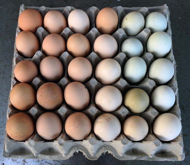 The color variations of eggs are determined by the breed of chicken, as explained by Lauren Langley, Extension Agent of Agriculture, Livestock and Forages from the Alamance County Center in Burlington. [Robert Thomason / Times-News]