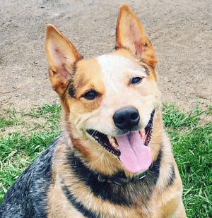 Dodge, an Australian cattle dog, is missing from his home on Brewers Lane, off Poplar Valley Road, Hamilton Township. He ran off at about 6 p.m. Sunday after being shocked by his family's electric horse fence. Anyone with information is asked to call 717-385-3401.
