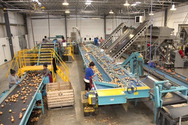 Onions are processed by Minkus Family Farms in New Hampton. [TIMES HERALD-RECORD FILE PHOTO]