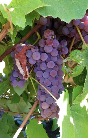 'Canadice' is one of the most popular table grapes for home gardens. (Photo courtesy of Amanda Vance)