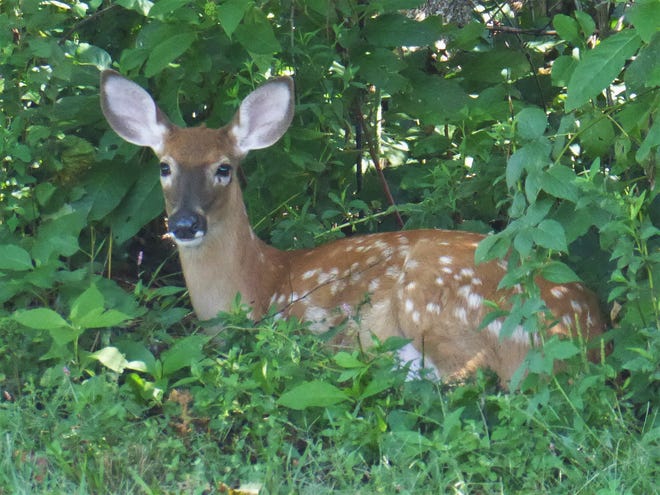 Sherrie Baughman shared this photo of a fawn taking a rest under shade in her yard in Zoar.