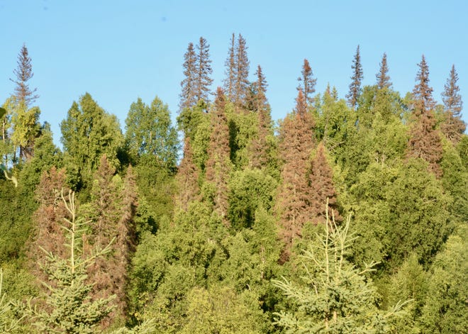 White spruce trees in Alaska are being killed off by bark beetles, their range extended by warmer global temperatures. 

[Photo by Rick Holmes]