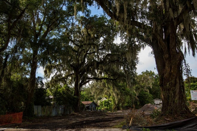 After public outcry, a developer will spare a large oak in a yard in the 300 block of Northwest Seventh Terrace.

[Lauren Bacho/Gainesville Sun]