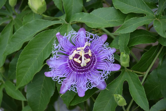 Passion flower vines are known for their unique flowers and are great at attracting butterflies, especially zebra swallowtail and gulf fritillary.[Terry Brite DelValle/UF/IFAS}