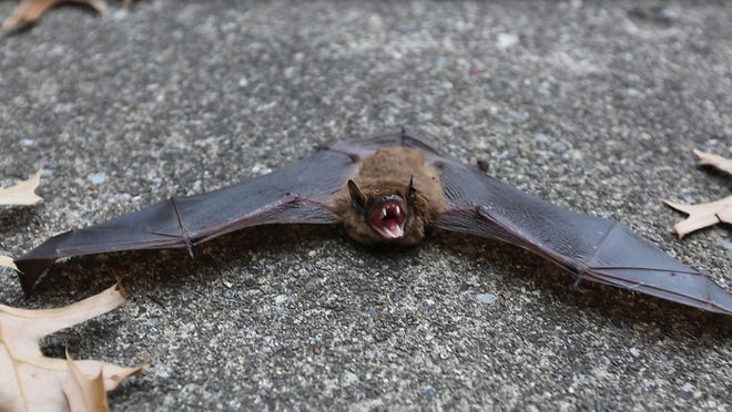 A second bat sent away for testing has been found positive for the rabies virus, the New Philadelphia City Health Department was notified late Wednesday. (TimesReporter.com / Jim Cummings, file photo)