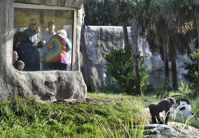 Patrons watch a baby gorilla at the early opening of the African Forest exhibit at the Jacksonville Zoo and Gardens in Jacksonville last month. [WILL DICKEY/THE FLORIDA TIMES-UNION]
