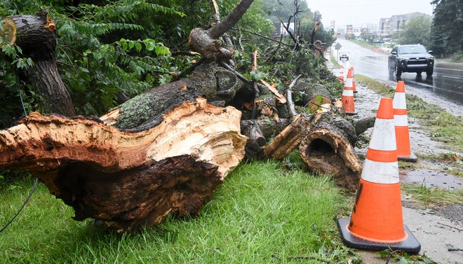Vehicles pass the remnants of a fallen tree on Everhard Road NW that caused a crash resulting in injuries. (CantonRep.com / Michael Balash)