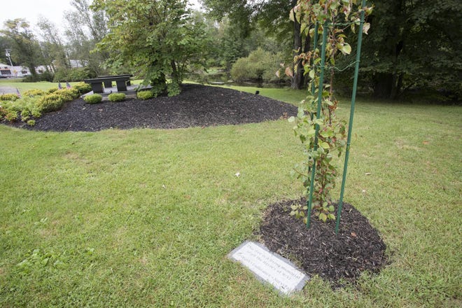 A seedling from the World Trade Center Survivor Tree grows alongside the Warwick 9/11 memorial at Veterans Memorial Park. [ROBERT G. BREESE/FOR THE TIMES HERALD-RECORD]