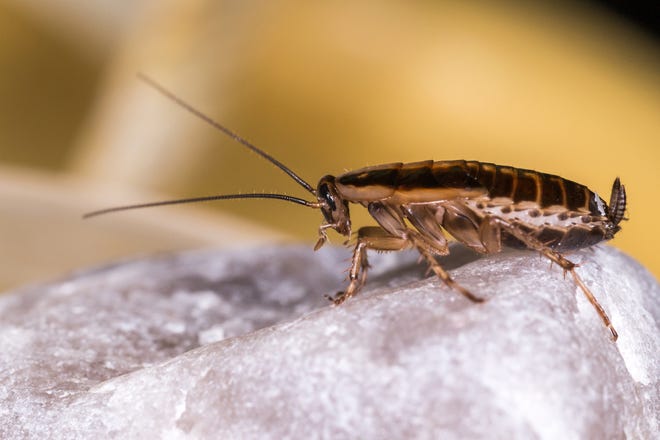 Neighbors in the 400 block of W. Wayne Street in Alliance are being inundated cockroaches as the insects, generally regarded as household pests, have been roaming out of two houses in the 400 block of W. Wayne Street. (Getty Images)