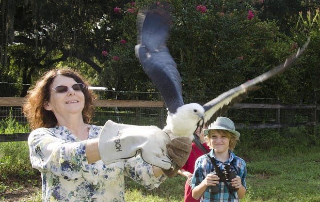 In this 2015 file photo, Melanie Cain-Stage, president of the Humane Association of Wildlife Care & Education Center (HAWKE) releases a swallow-tail kite she rehabilitated on her property in Elkton. [Peter Willott/The Record]