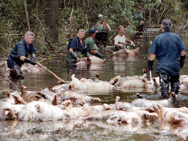 Employees of Murphy Family Farms along with friends and neighbors, float a group of dead pigs down a flooded road on Rabon Maready's farm near Beulaville, N.C., in 1999. [Alan Marler/AP File]