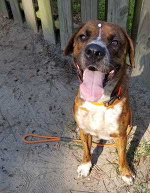 Broly would love to play all day and eat treats. He is good with kids, other dogs and even cats. He is a bit of an escape artist, so a large fenced yard would be ideal. Meet Broly in the play yard at the Humane Society for Greater Savannah. [Courtesy of HSGS]