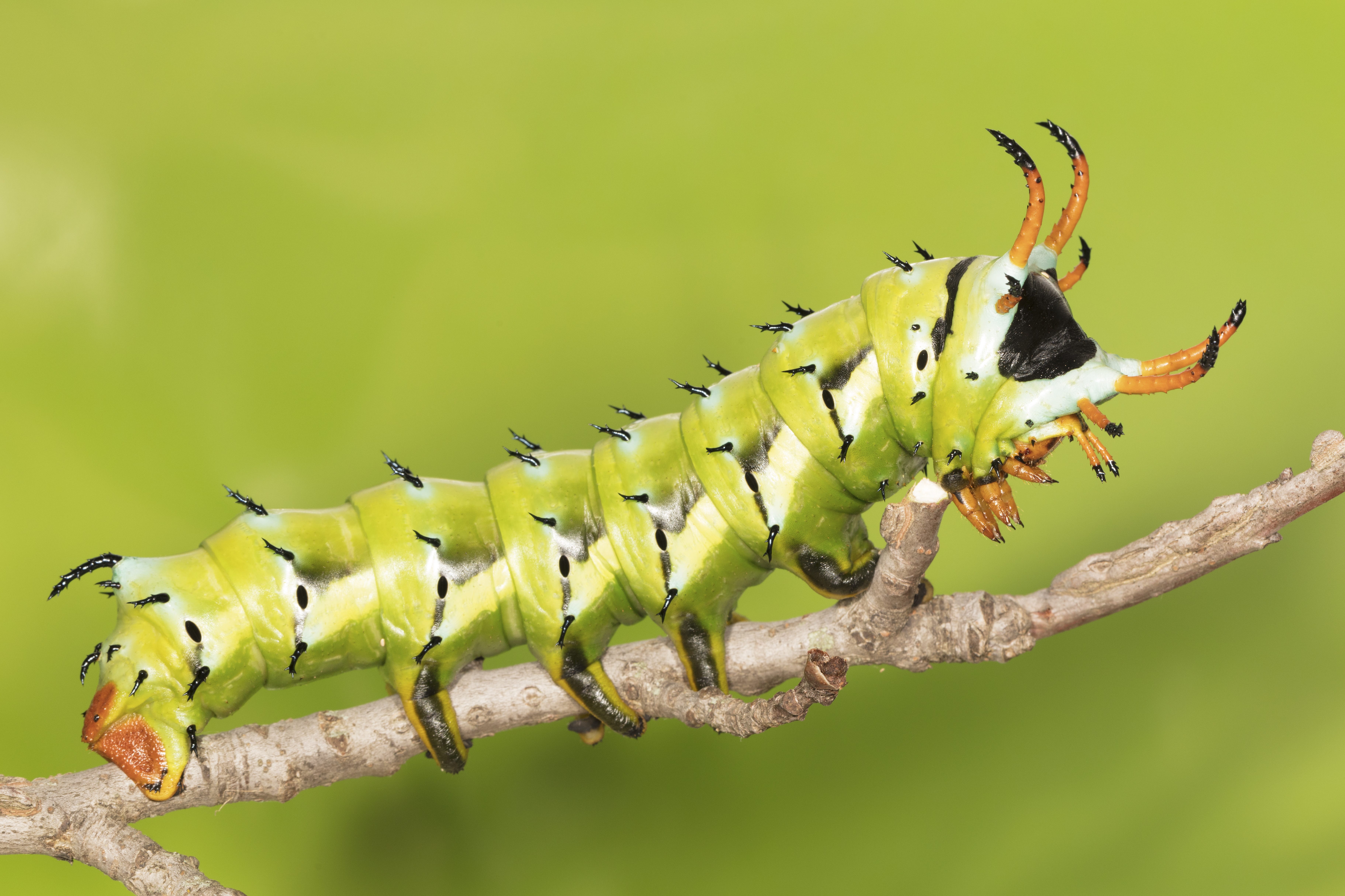 big green caterpillars in ohio