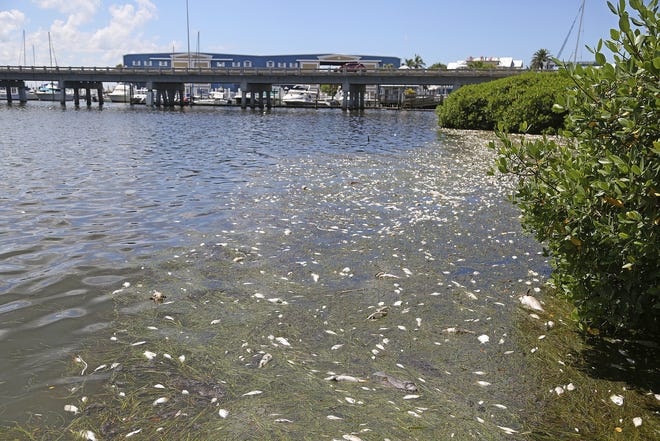 Dead fish line the mangroves on Anna Maria Island in Bradenton Beach near the Cortez Road bridge on the inter coastal waterway in August. A bloom of red tide algae has swept in from Naples to Tampa, killing marine life and causing health problems. (Scott Keeler/Tampa Bay Times via AP)