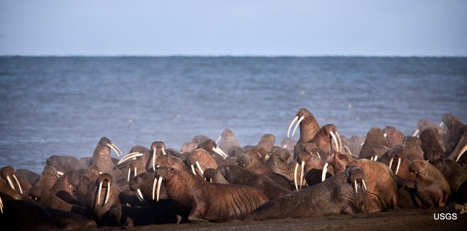 Walruses gather to rest on the shores of the Chukchi Sea near the coastal village of Point Lay, Alaska. The U.S. Fish and Wildlife Service is monitoring Pacific walruses resting on Alaska's northwest coast. Walruses over the last decade have come to shore on the Alaska and Russia side of the Chukchi Sea as sea ice diminishes because of global warming. [RYAN KINGSBERY/UNITED STATES GEOLOGICAL SURVEY (2013)]