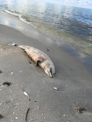 Turtle patrollers Don MacAulay and Julie Sardo discovered the carcass of a dolphin and dying crabs at Stump Beach State Park in Englewood on Sunday. [Courtesy of Don MacAulay]