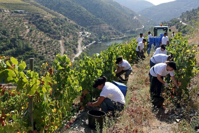 In this photo taken Sept. 12, 2018, workers pick grapes on the slopes above the Tavora river, in the background, where it meets the Douro river near Tabuaco, northern Portugal.