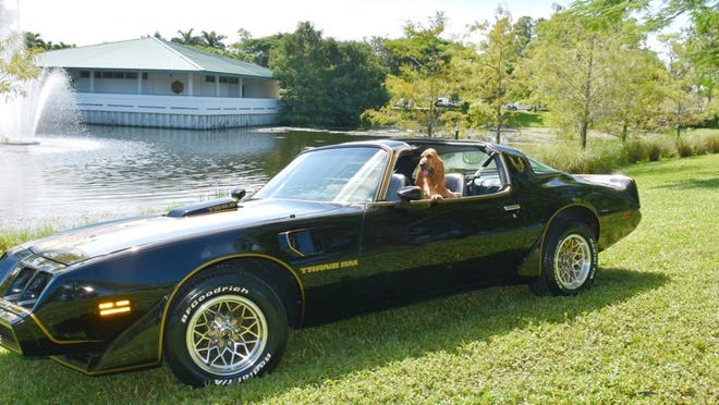 Bandit, an 11-week-old bloodhound, pictured with a black Trans Am, will join the Jupiter Police Department as a K9 to track missing children and endangered people. He was named after Burt Reynolds’ character in “Smokey and the Bandit.” (Provided by Jupiter Police Department)