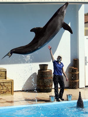 Senior Trainer Brittany McLaughlin works with rehabilitated rough-toothed dolphins during a show at Gulf World Marine Park. [NEWS HERALD FILE]