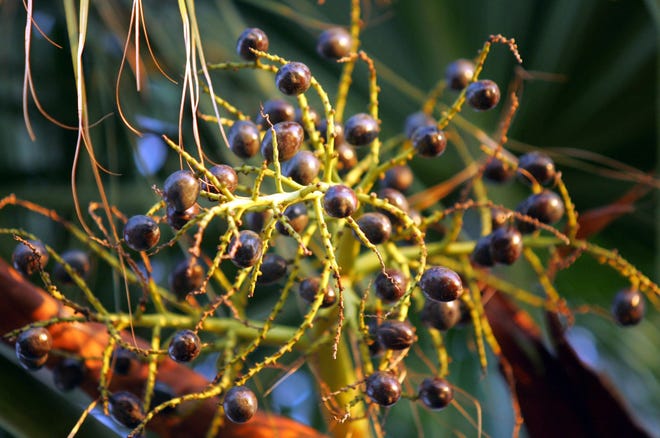 Palmetto berries have become valuable, so much so that someone stole 600 of them from a Flagler County man.