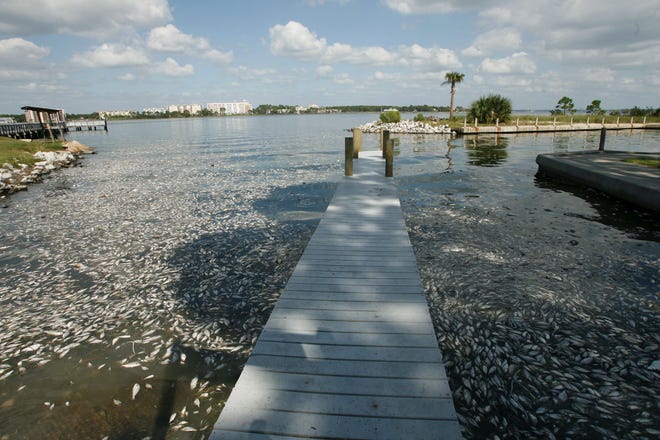 Red tide is actually a microscopic algae, with the scientific name Karenia brevis. When there’s a lot of it in the water, it cause a red or brown discoloration giving it its common name, according to FWC, but most of the time you won’t see it. [SUBMITTED]
