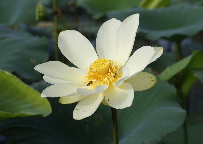 A honey bee lands on a lotus flower. [AP Photo/Bill Haber, File]