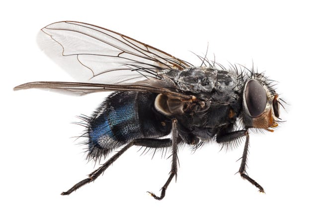 Close shot of a bottle fly. [SHUTTERSTOCK.COM]