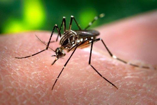 Twenty-five people have been diagnosed with West Nile virus this year and there could be more to come, health officials caution. (File photo)