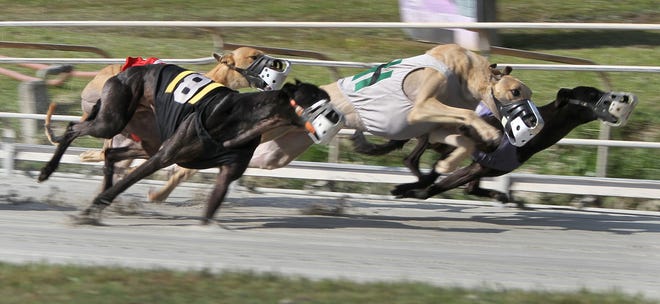 Greyhounds run hard for the lead on Nov. 8, 2017, at the Daytona Beach Racing and Card Club. An effort known as the Committee to Protect Dogs had raised about $2.3 million as of Sept. 14 to bolster efforts to pass the amendment to ban greyhound racing in Florida. [David Tucker/Gatehouse Media]