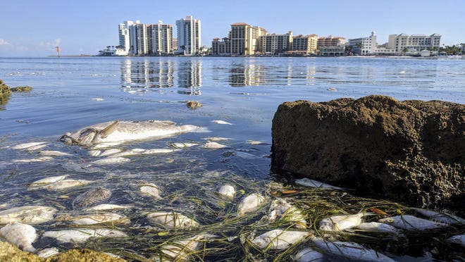 A slurry of dead fish, the result of Red Tide, moves out of Clearwater Harbor on the north side of Sand Key Park on Sept. 20. [DOUG CLIFFORD/THE TAMPA BAY TIMES]