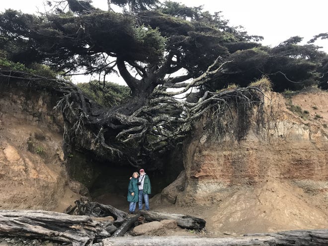 The “tree of life” on the beach near Kalaloch, Wash., carries on despite the erosion of the soil that once held its roots. [Photo by Rick Holmes]