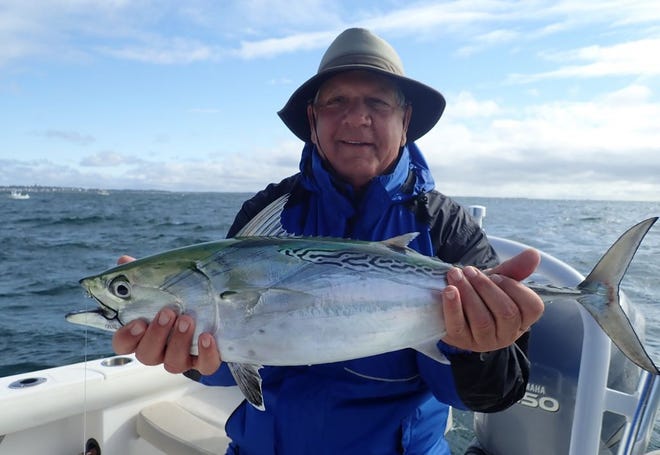 The false albacore have arrived in force in Rhode Island. Capt. Ray Stachelek of Cast-a-Fly Charters said, “All aboard for the Albie Train! The hardtails have arrived.”