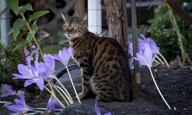One of several dozen of Debra Perryman's cats sits outside her Springfield home. [Andy Nelson/The Register-Guard] - registerguard.com