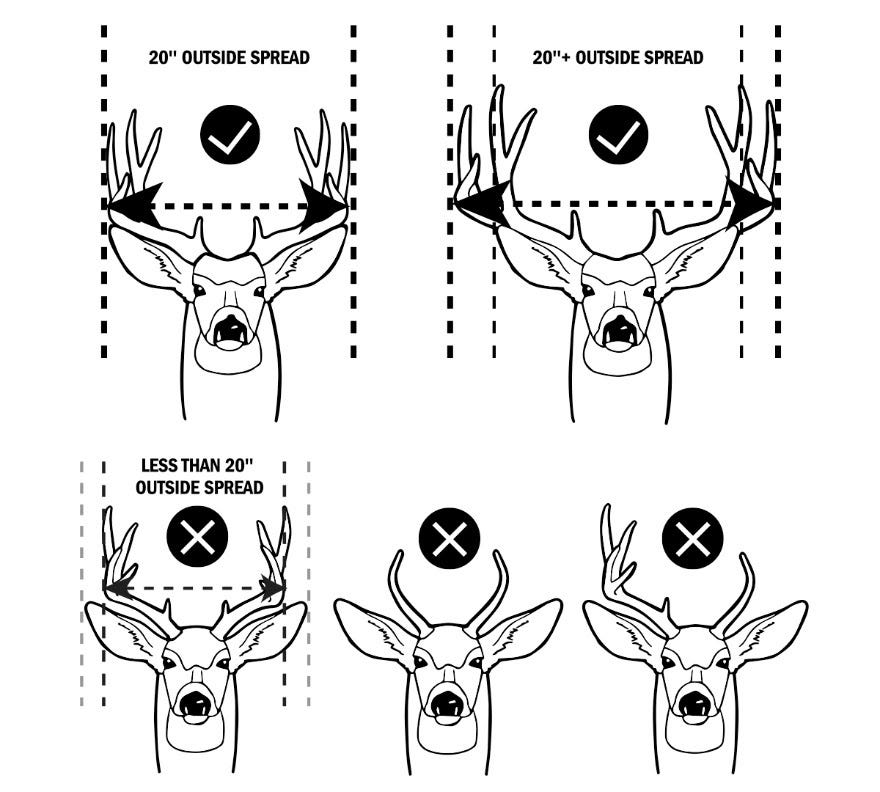 Mule deer antler restriction regulation take effect this hunting season