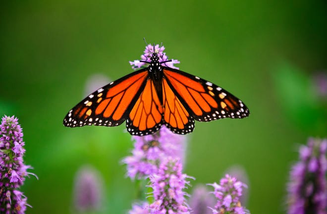 Motýl monarcha spočívá na keři v Yukonu.