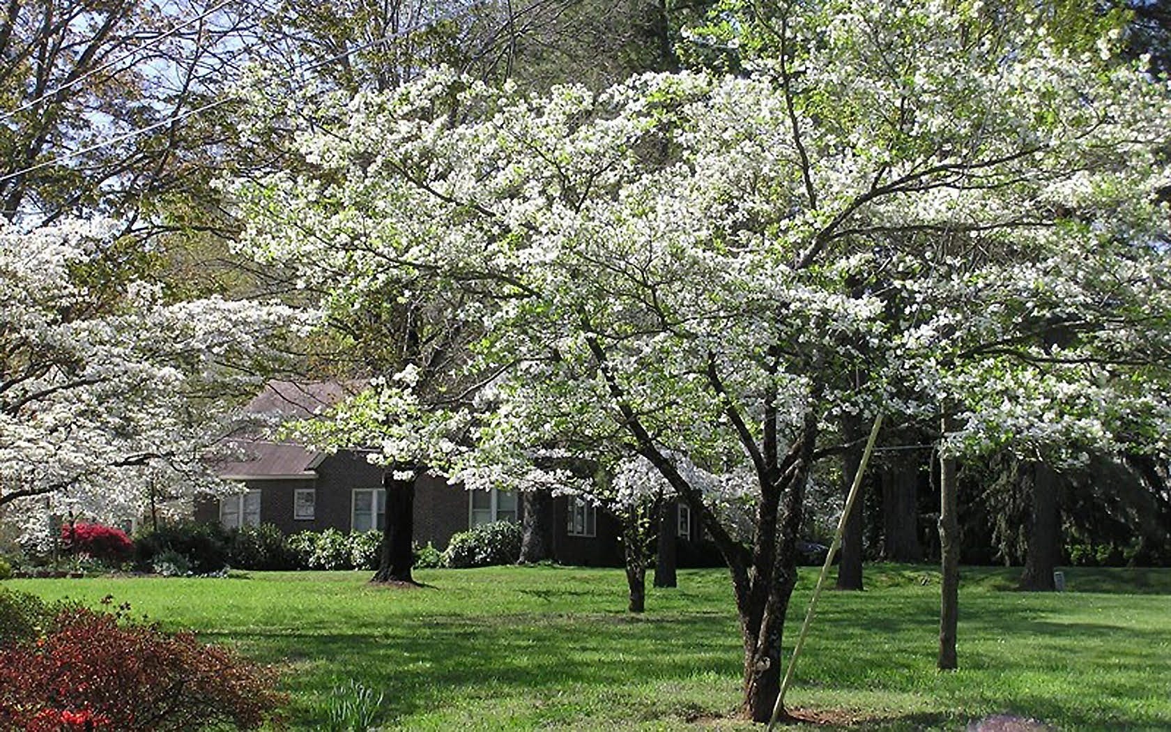 Mystery of the dying dogwood