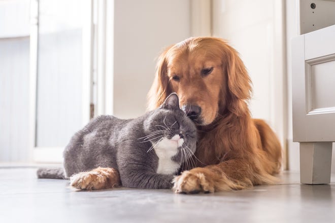 What if you couldn't be there for your pets? Serious illness or injury could mean your pets need care from someone else. Make sure to make arrangements for your pets, and let someone know about your plans. [SHUTTERSTOCK.COM]