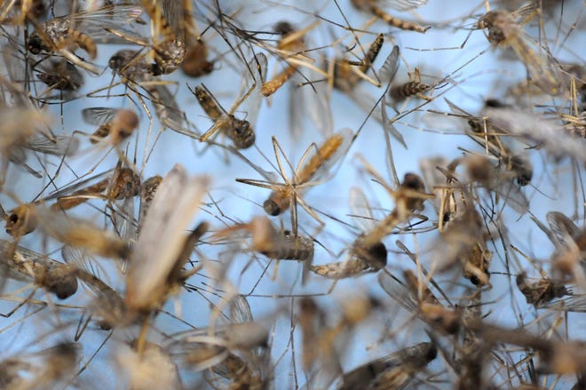 Mosquito populations are expected to increase sigbstantially after Hurricane Florence in the Southeastern N.C. region. [STARNEWS FILE PHOTO]