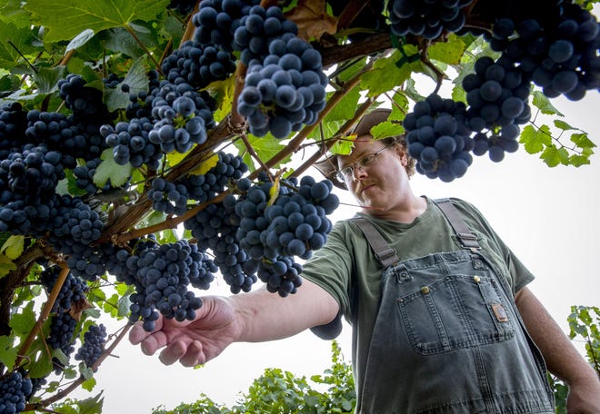 Harley Nelson, vineyard manager at Saginaw Vineyards, checks pinot noir grapes that are nearing harvest. The warm, rain-free summer being good for the local wine industry. [Andy Nelson/The Register-Guard] - registerguard.com
