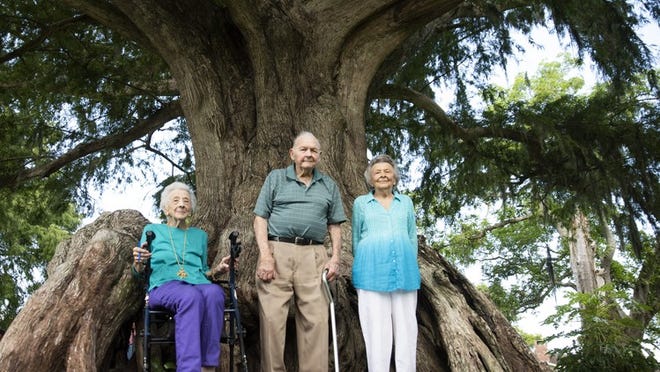 Siblings Lucille, Milton and Iris Salvatore pose for a picture underneath the shade of the family cypress tree on the Salvatore property in Pahokee, Fla., on Saturday, September 29, 2018. Estimated to be more than one hundred years old, the Salvatore tree was dedicated in honor of the family matriarch and patriarch: Ella and Carmen Salvatore, who settled on the property in 1918. The tree has lived long enough to see five different generations of Salvatores.