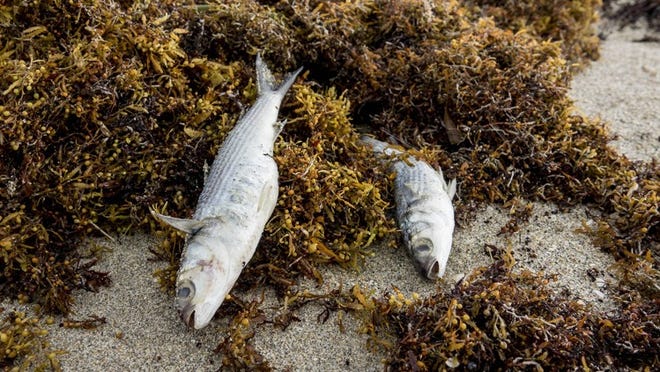 Dead fish wash up on the beach south of Donald Ross Road during an outbreak of red tide in Juno Beach on October 3, 2018. (Richard Graulich / The Palm Beach Post)