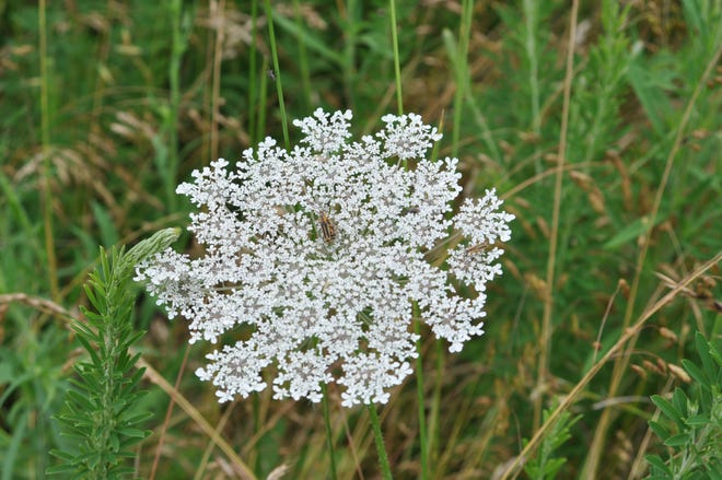 October Is the time to sprinkle Queen Anne’s lace seeds directly into the garden for beautiful white flowers next spring. Barely cover seeds with soil and do not mulch. [Photo courtesy Pat Robbins, Master Gardener]