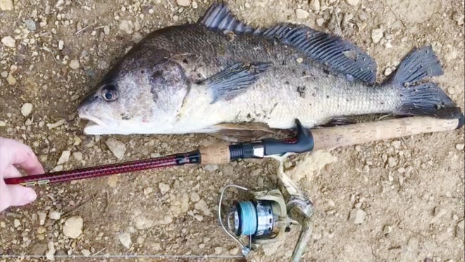 Outdoors editor Josh Rouse compares a freshwater drum he caught recently on Lake Shawnee with his fishing rod for later measurement. He estimated the fish to be about 20 inches long and between six and eight pounds. [Josh Rouse/The Capital-Journal]