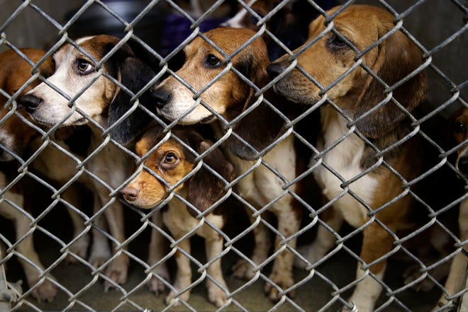 Rescued beagles peers out from their kennel at the The Lehigh County Humane Society in Allentown on Monday. (AP Photo/Matt Rourke)