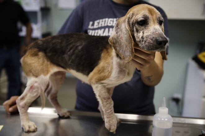 A rescued beagle is examined at the The Lehigh County Humane Society in Allentown, Pa., Monday, Oct. 8, 2018. Animal welfare workers removed 71 beagles from a cramped house in rural Pennsylvania, where officials say a woman had been breeding them without a license before she died last month. (AP Photo/Matt Rourke)