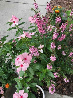 Deb Hibdon of New Smyrna Beach sent in these perky pinks – vincas and angelonias – in honor of Breast Cancer Awareness month.