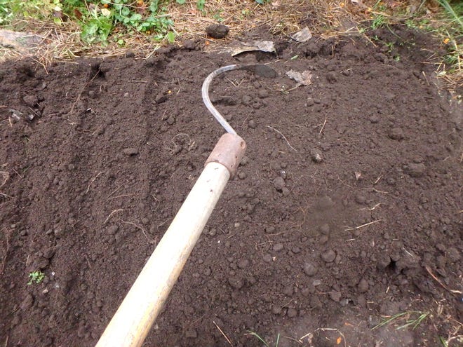 The long-handled CobraHead weeder makes nice furrows without requiring you to bend over. [Henry Homeyer]