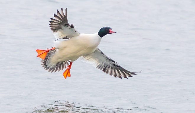 A common merganser flies in for a landing at Lake Shawnee. [Submitted/Scott Wilson]