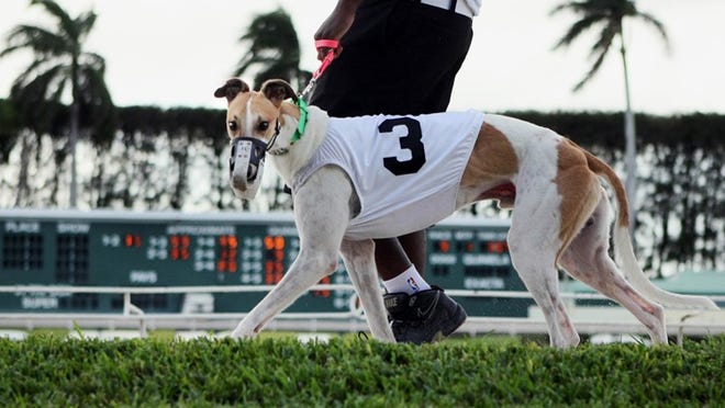 A greyhound is led to the starting gate at the Palm Beach Kennel Club. (Brandon Kruse / The Palm Beach Post 2011 file photo)